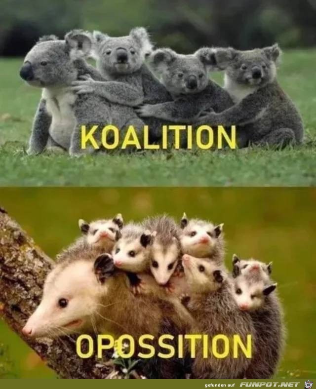 Koalition