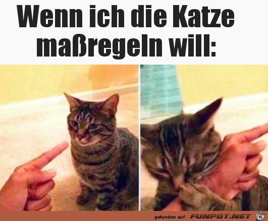 Katze h�rt nicht
