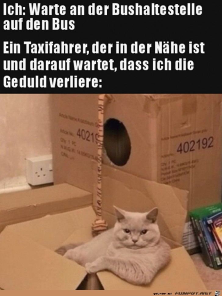 Katze ist wie Taxifahrer