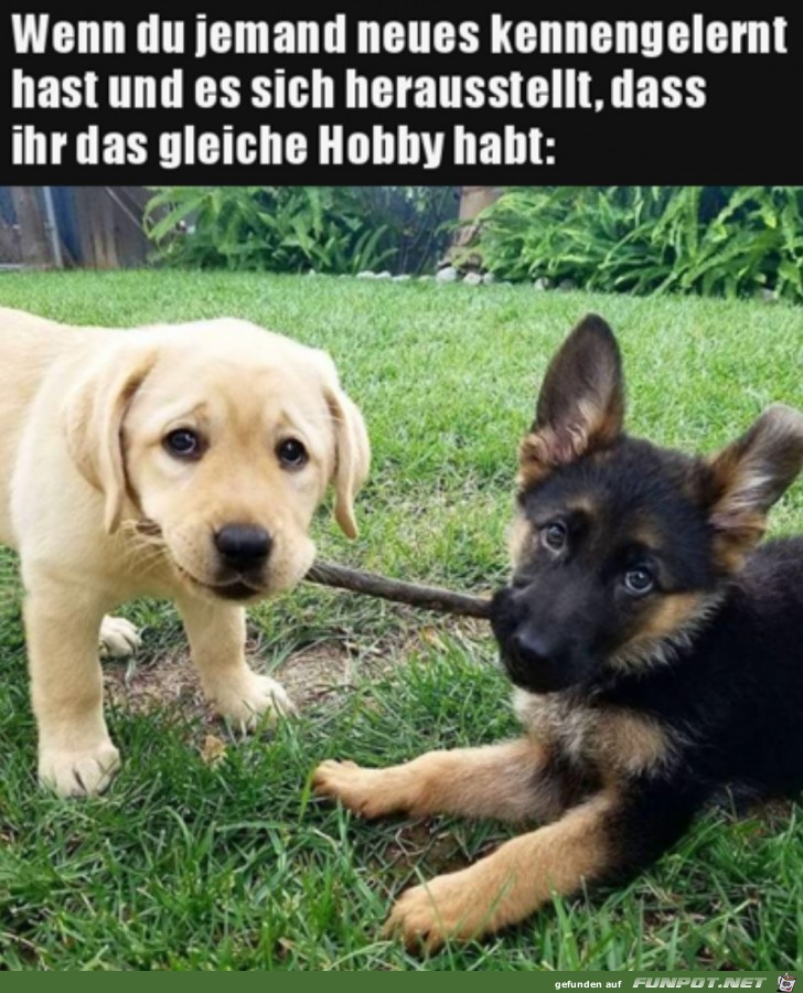 Gleiches Hobby