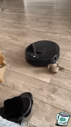 Hund will Spielzeug wieder haben