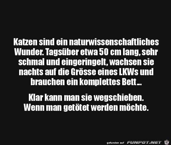 Katzen-Wunder