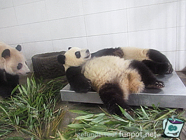 Lustige Pandabären