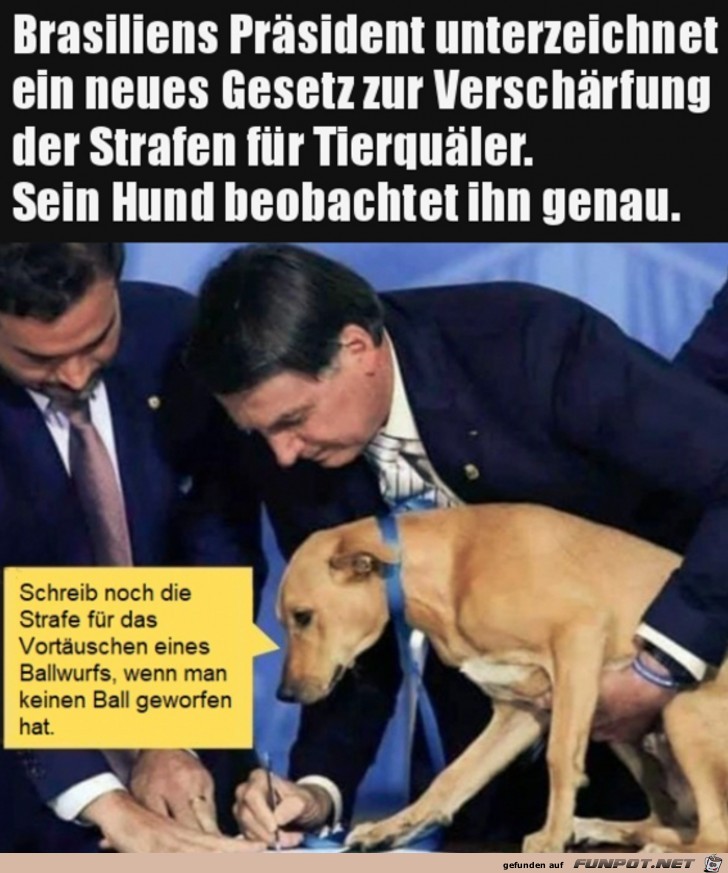 Hund hilft mit