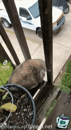 Katze springt vom Balkon