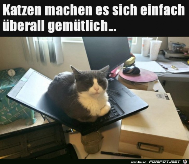 Katzen finden immer einen gemtlichen Platz