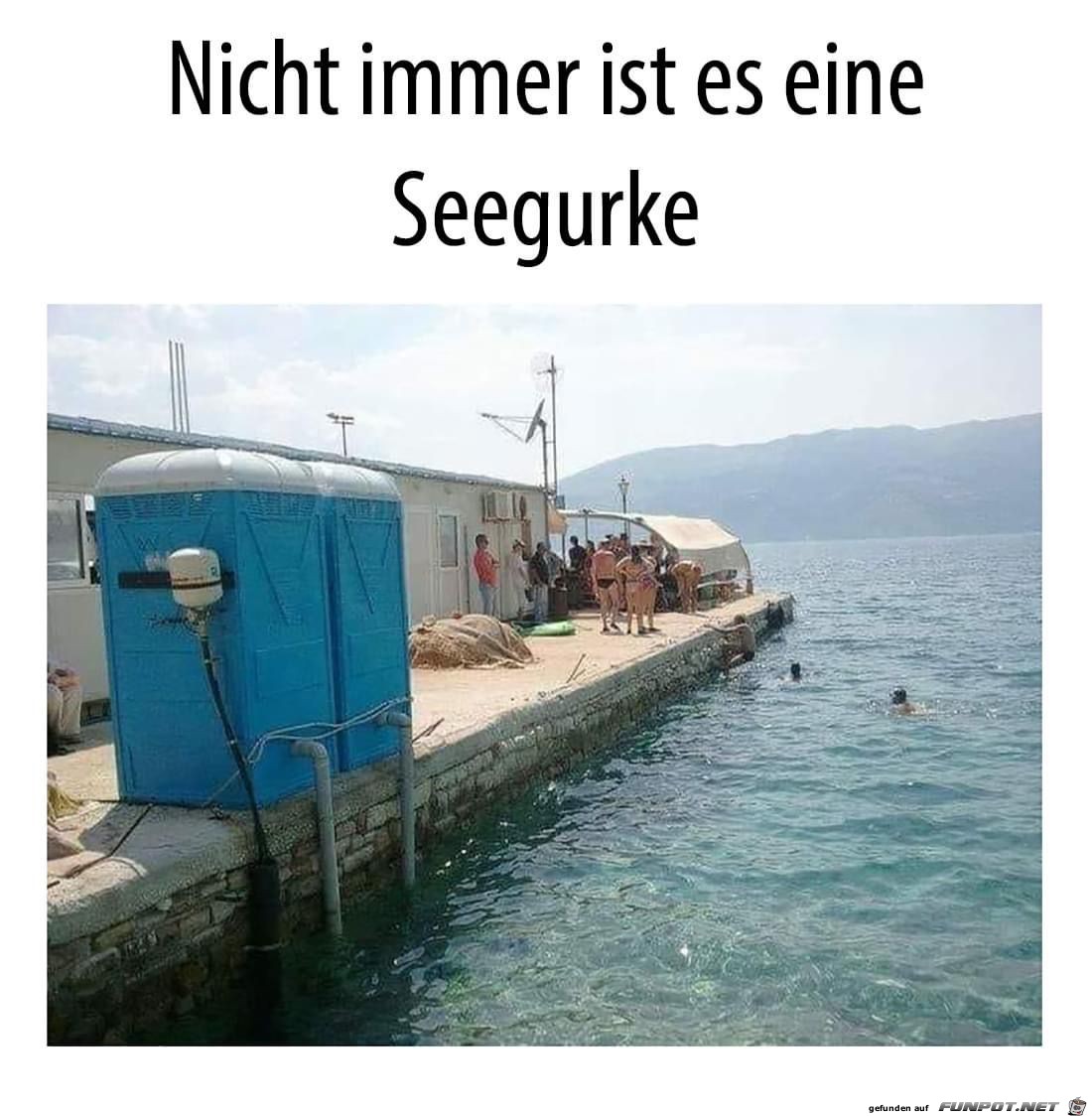 Seegurke