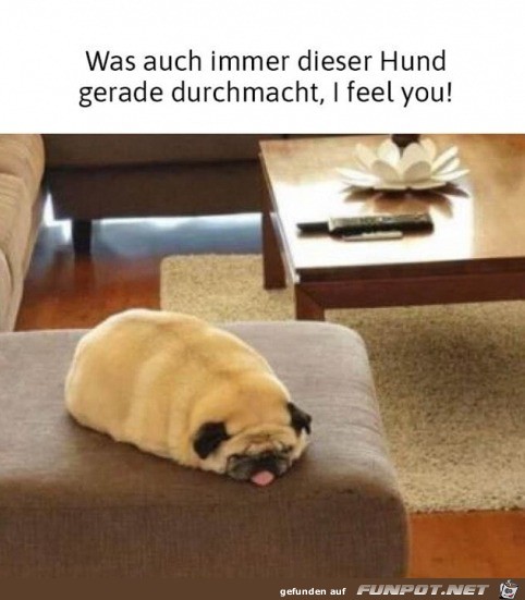 Kaputter Hund