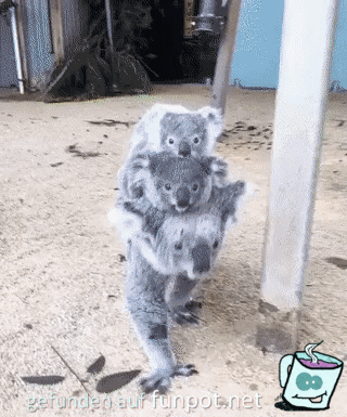 Koala-Ausflug