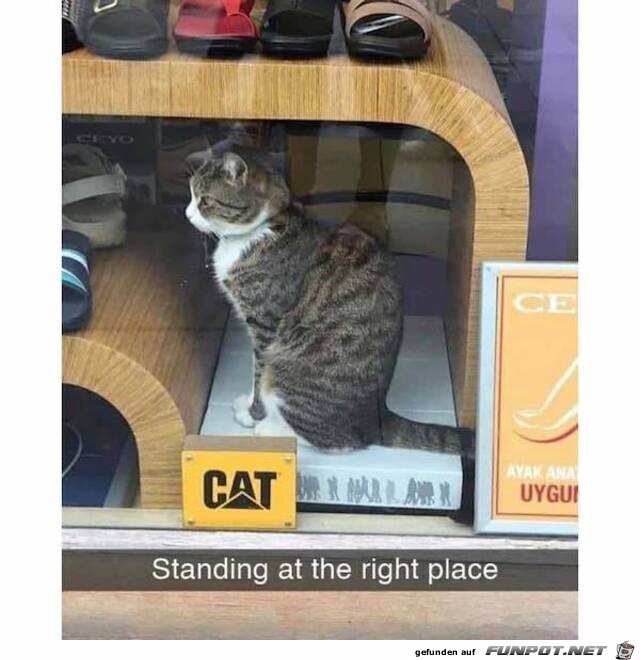 Katze sitzt genau richtig