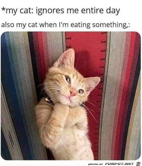 Meine Katze, wenn ich was esse