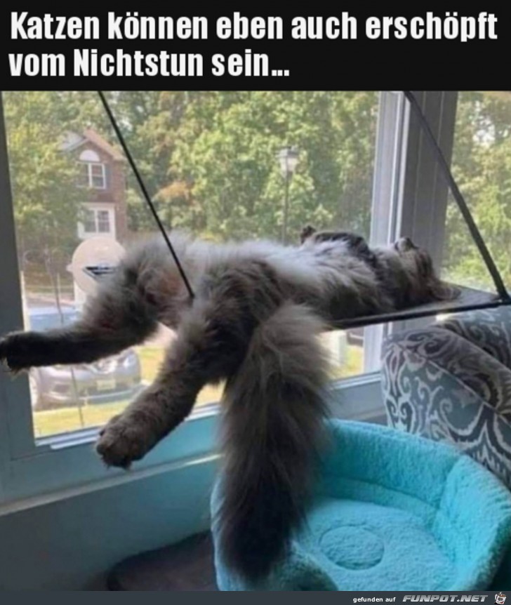 Erschpfte Katze