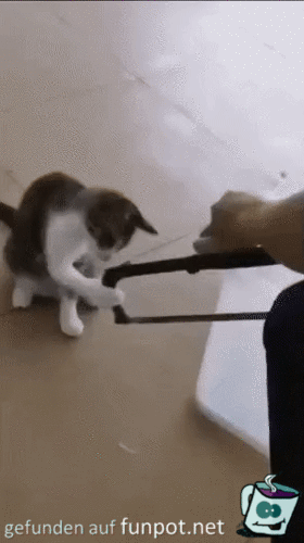 Katze hilft beim Sgen