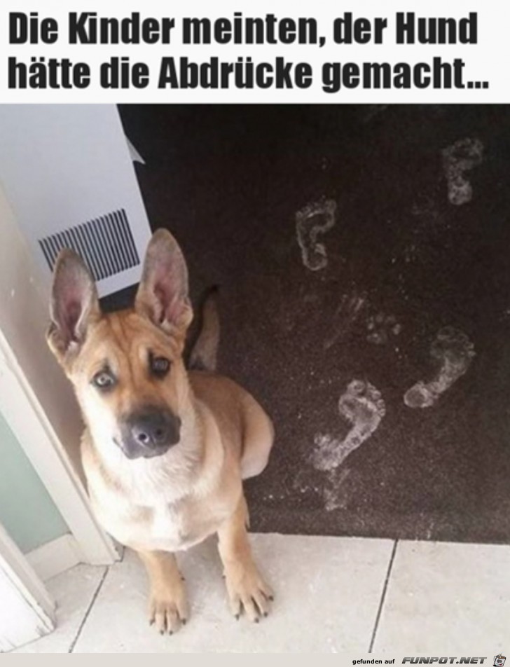 Klar war das der Hund