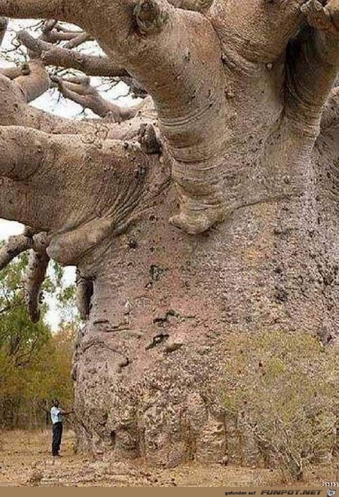6000 Jahre alter Baum