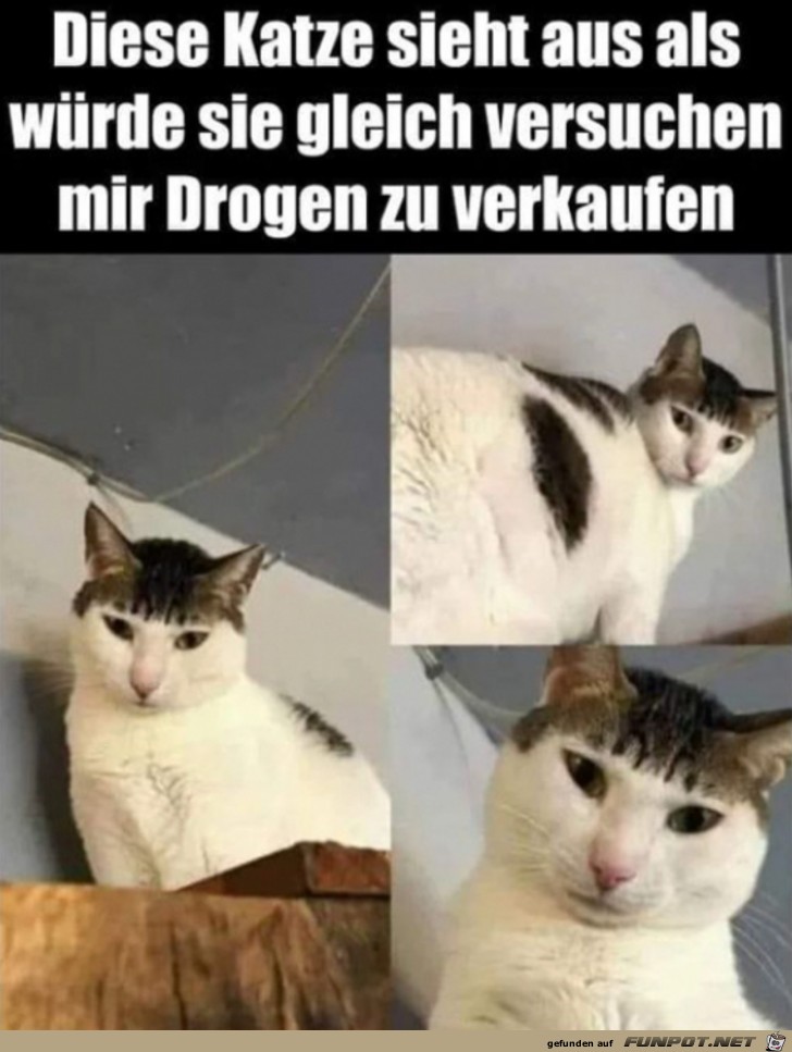 Verwegene Katze