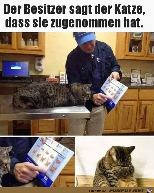 Katze ist zu dick