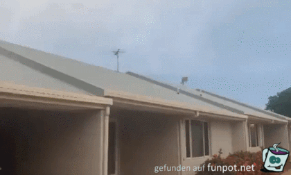 Knguru ist auf dem Dach