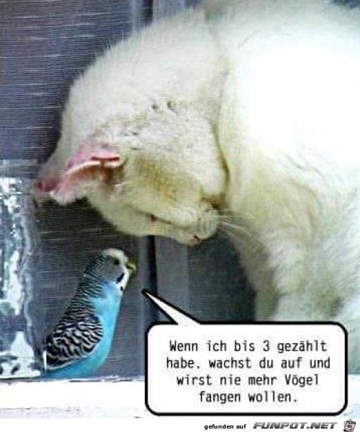 Vogel beschwört Katze