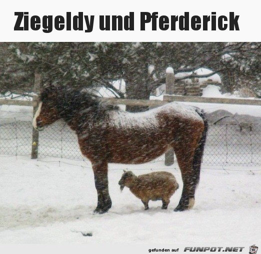 Ziege und Pferd