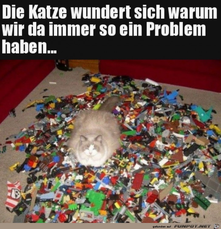 Lego ist der Katze egal