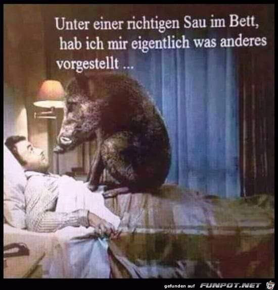 Sau im Bett