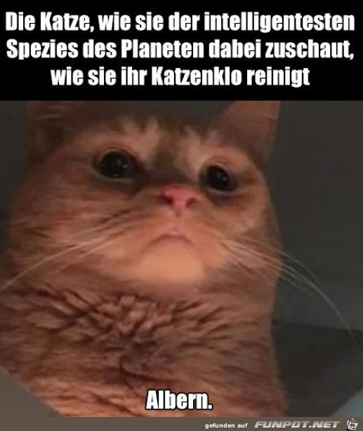 Typisch Katze