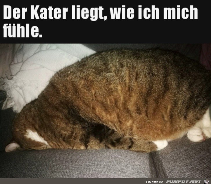 Die Katze kann es nicht glauben