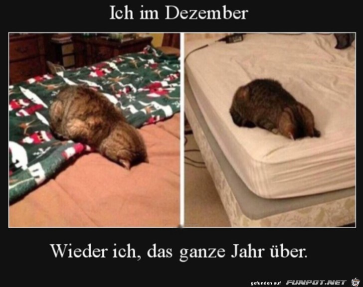 Ich immer