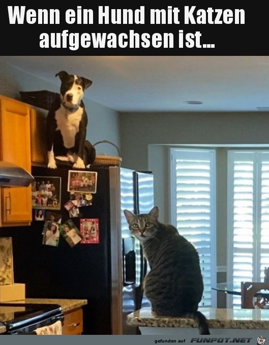 Mit Katzen aufgewachsen