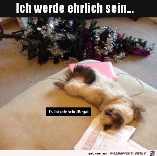 Katze ist ehrlich