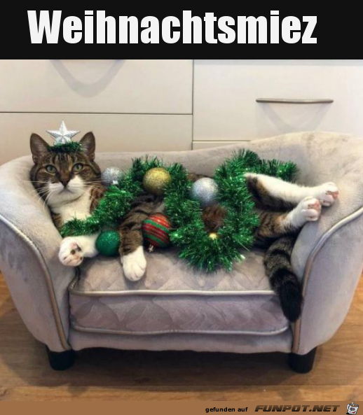 Weihnachts-Katze