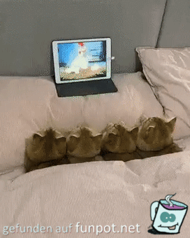 Katzen gucken fern