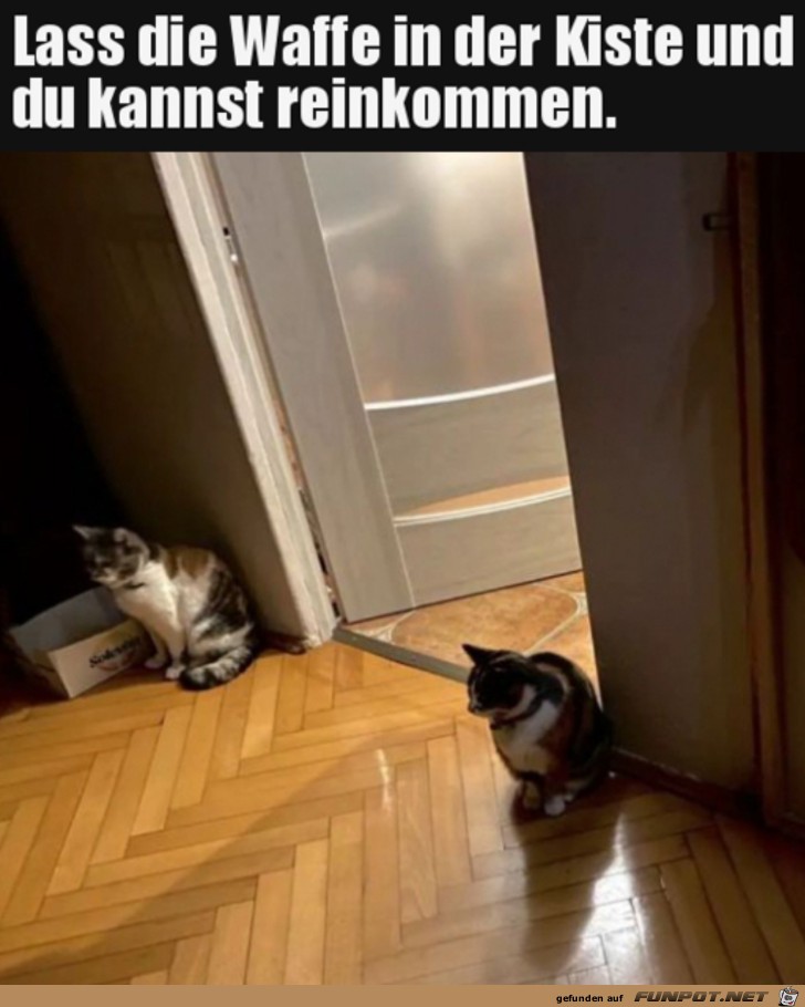 Katzen-Security