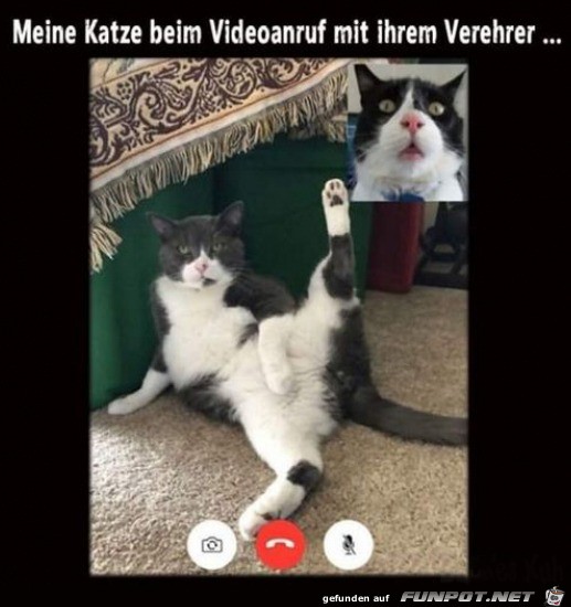 Aufgeschlossene Katze