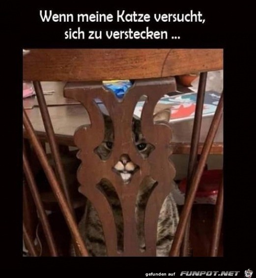 Katze versteckt sich