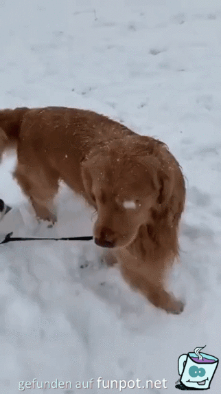 Hund zieht Katze durch den Schnee
