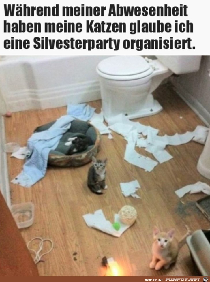 Katzen haben Silvester gefeiert