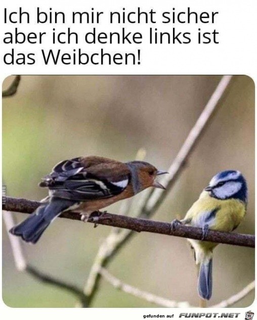 Ziemlich sicher ist links das Weibchen