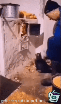 Katze springt fast in den Ofen