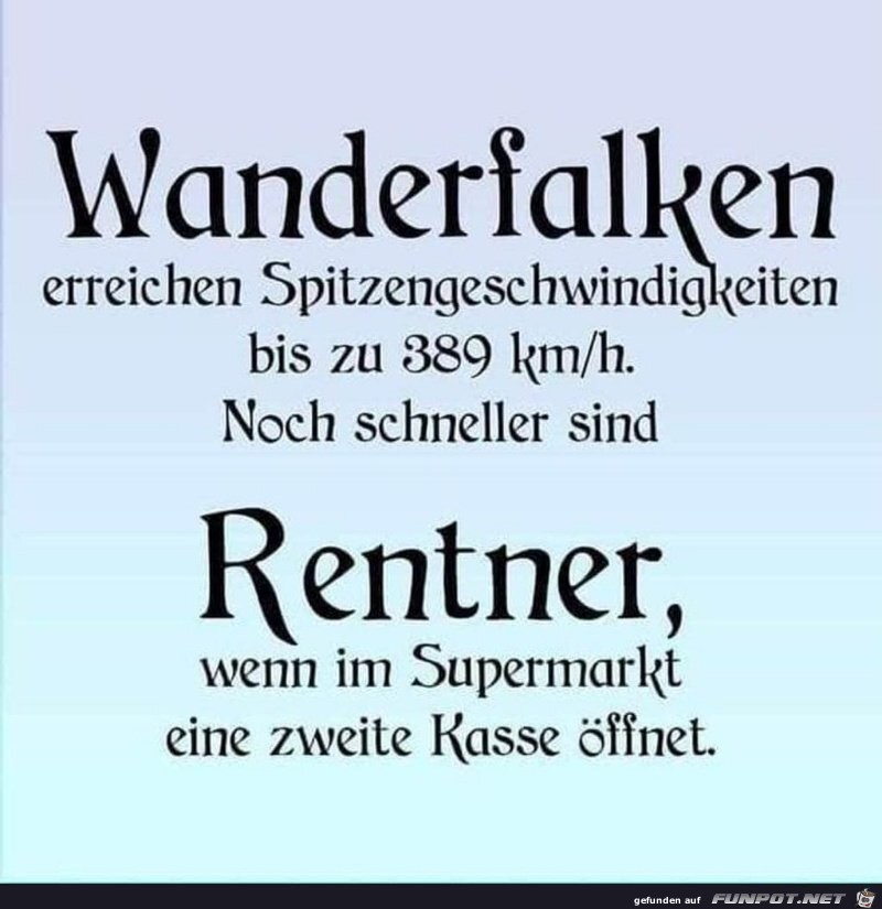 Wanderfalken