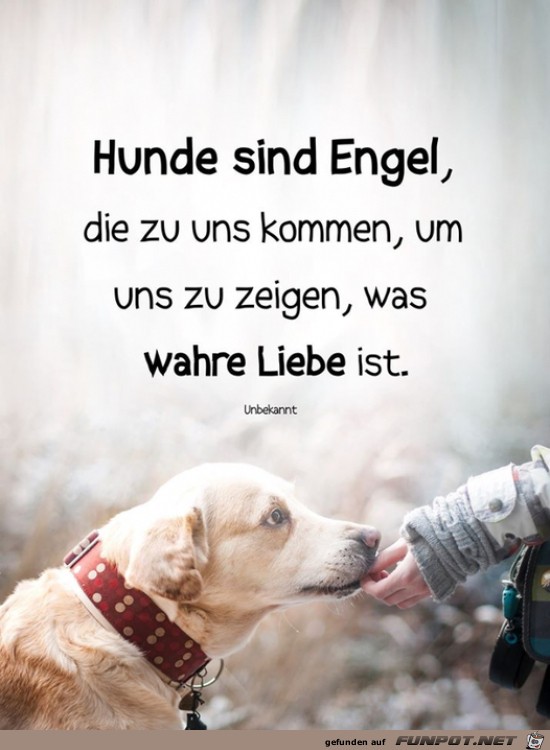 Hunde sind Engel