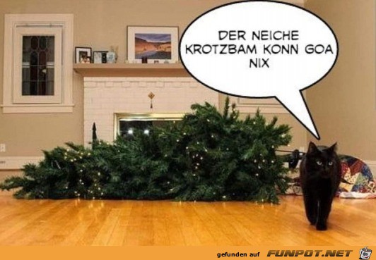 Der Kratzbaum kann nichts