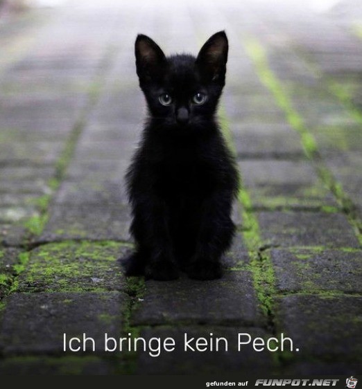 Schwarze Katze