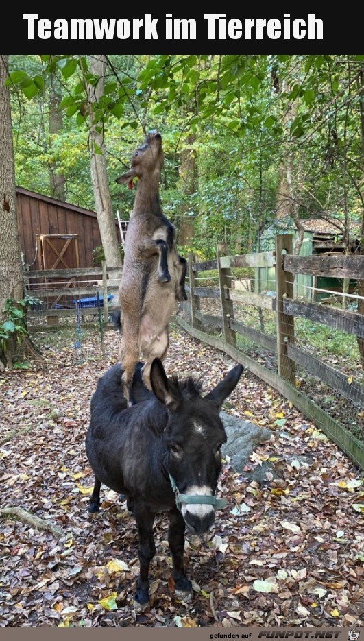 Tierische Untersttzung