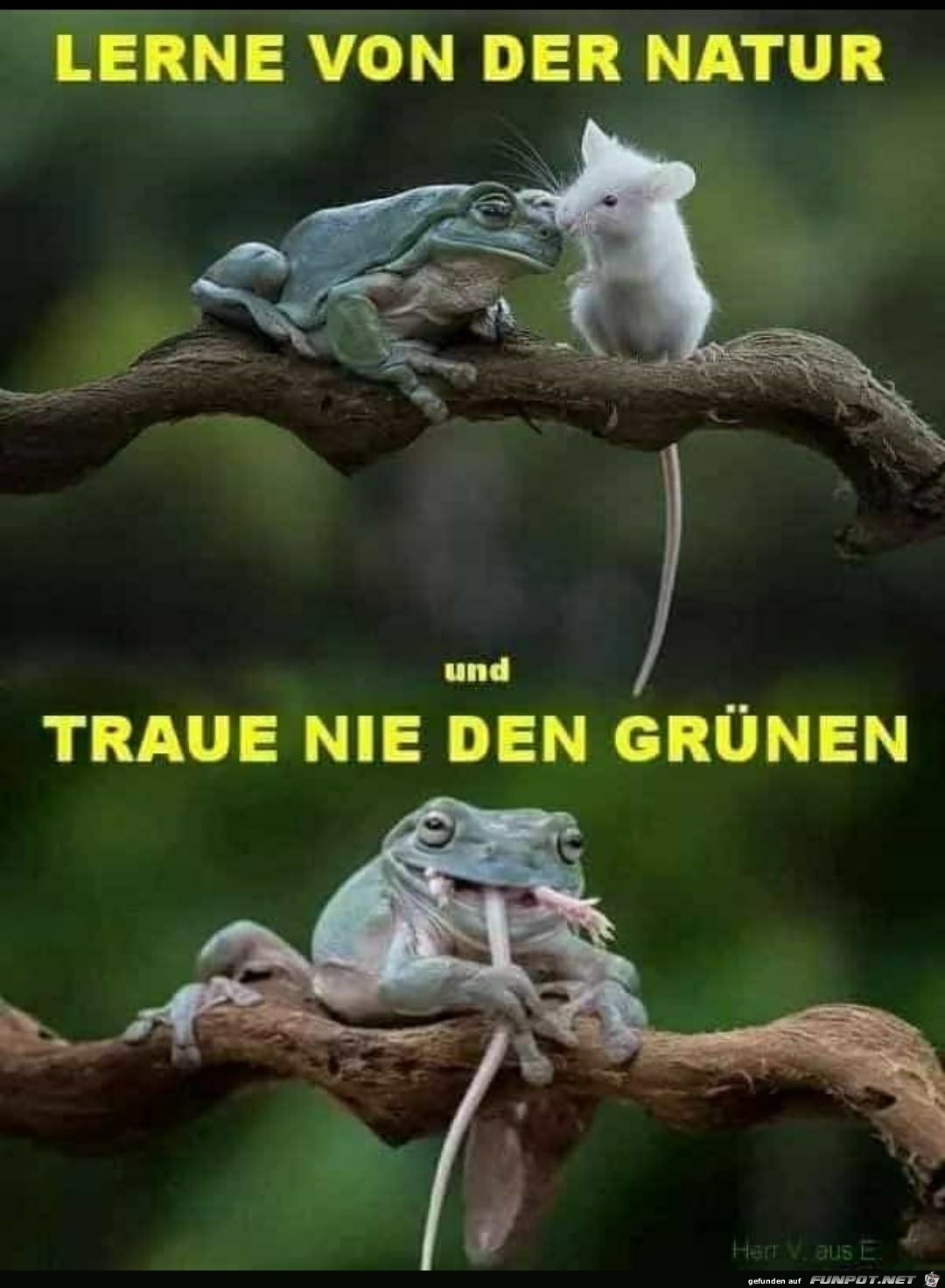 Lerne von der Natur