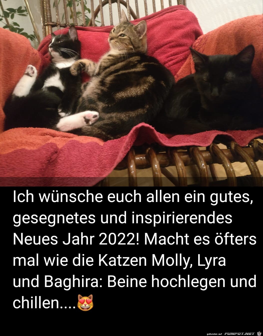 wie die Katzen