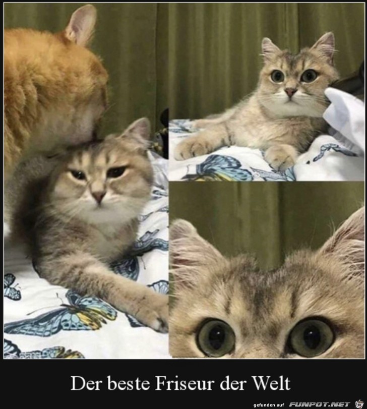 Katzen-Friseur