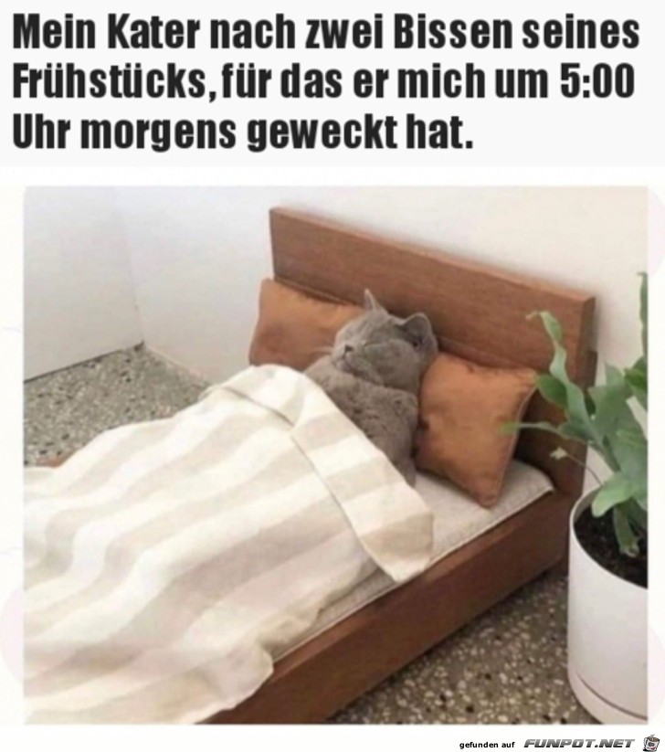 Typisch Katze