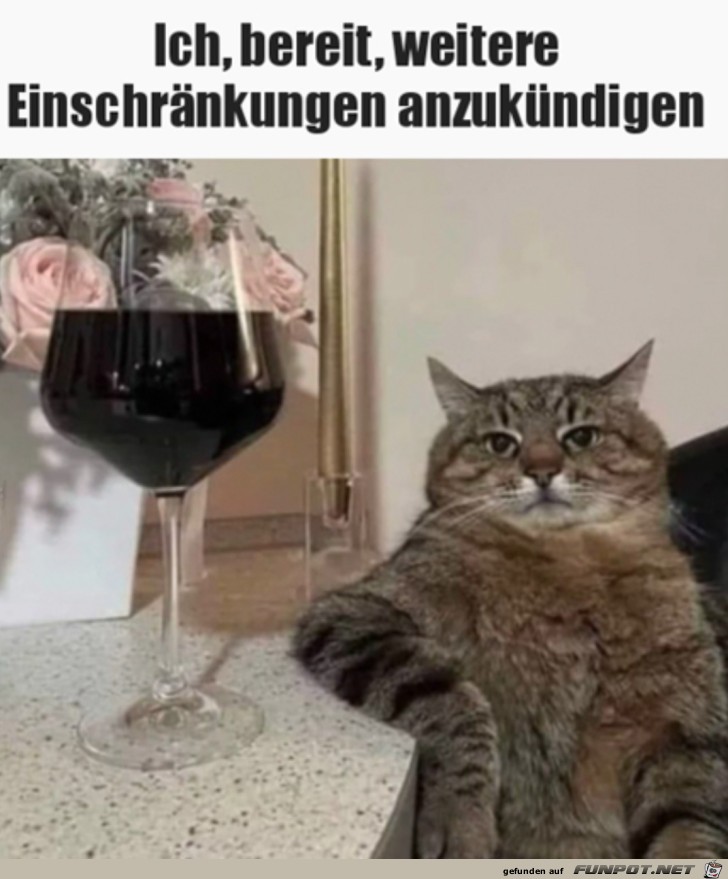 Katze ist bereit